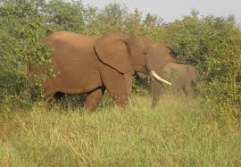 elephant.jpg elephant.jpg